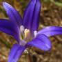 Harvest Brodiaea (Brodiaea elegans): These numerous native flowers  averaged 3/4" by 3/4".